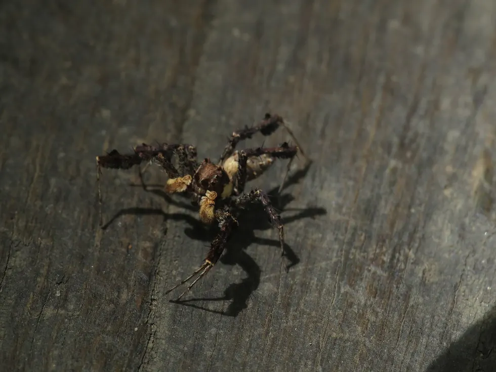 fringed jumping spider spider photo