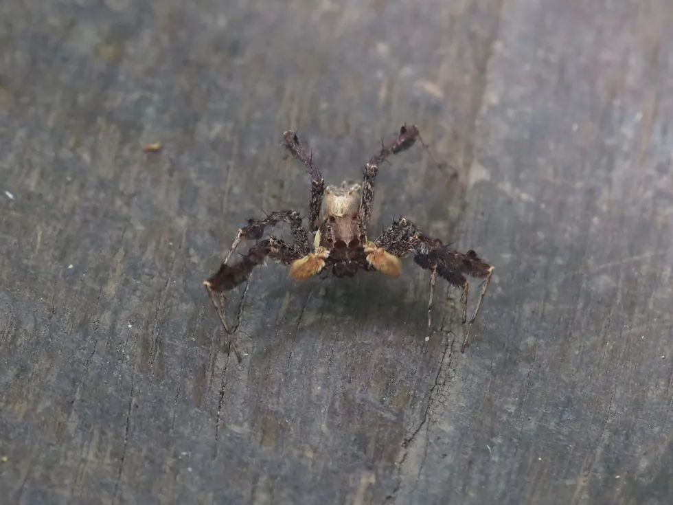 fringed jumping spider spider photo