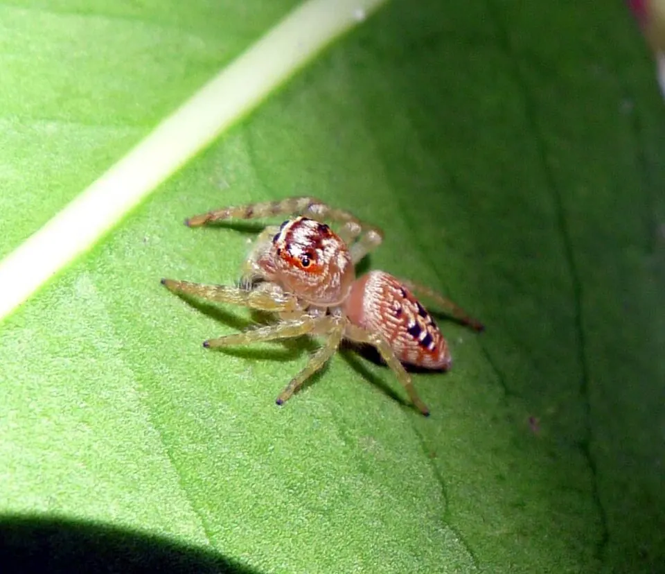 garden jumping spider spider photo