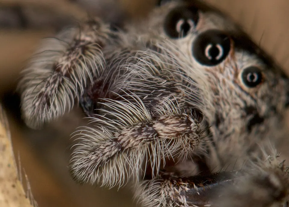 garden jumping spider spider photo