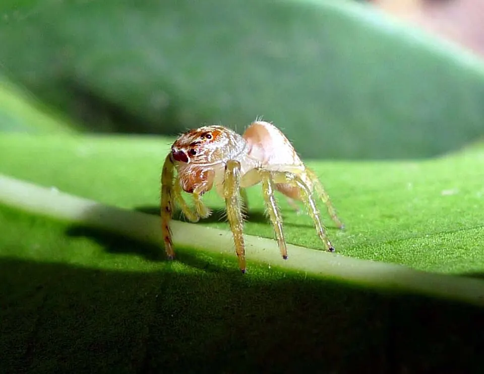 garden jumping spider spider photo