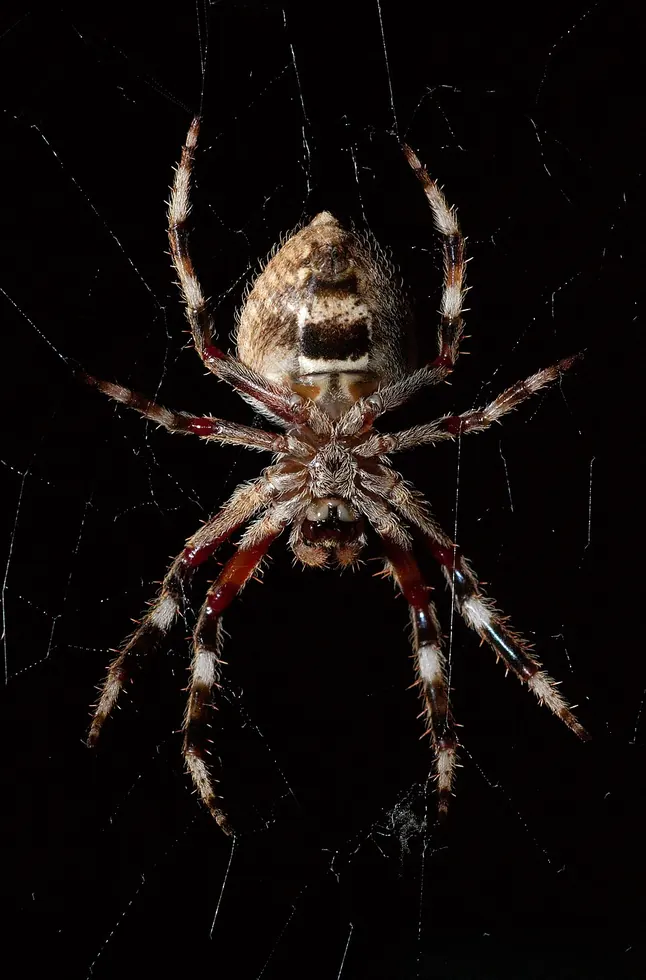 garden orb weaver spider photo
