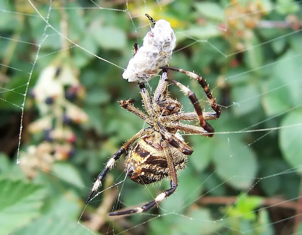 garden orb weaver spider photo