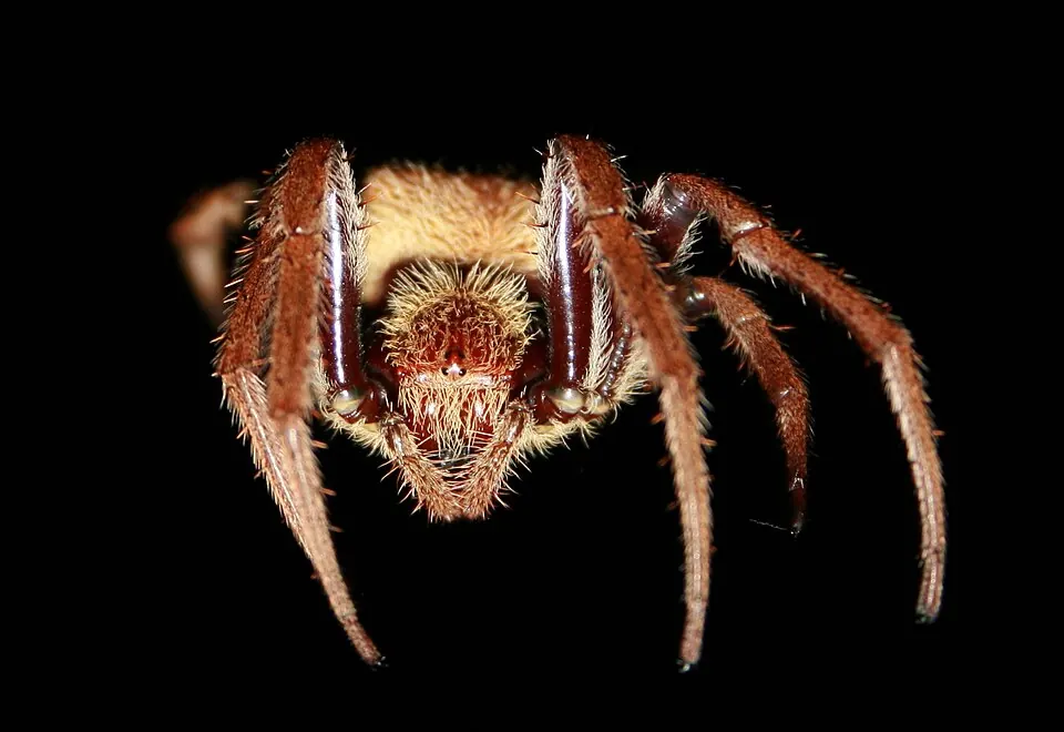 garden orb weaver spider photo