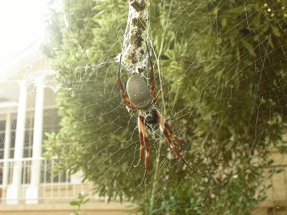 golden orb weaver spider photo