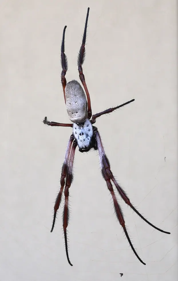golden orb weaver spider photo