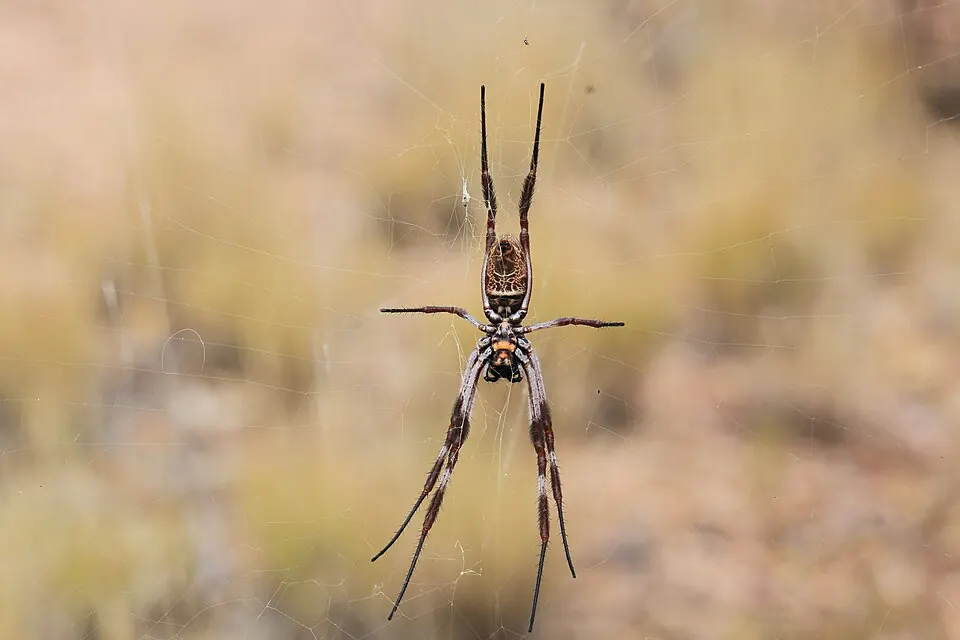 golden orb weaver spider photo