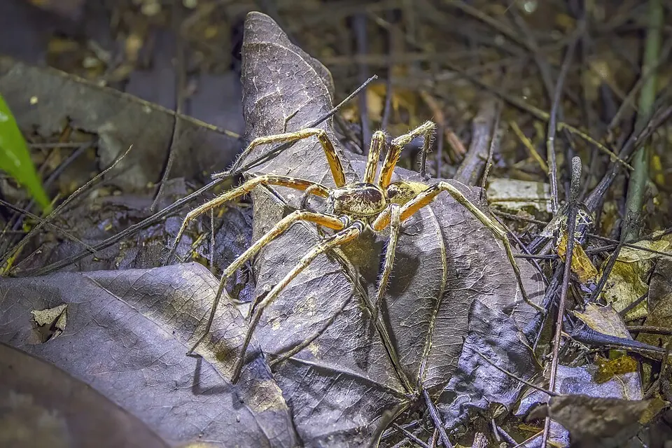 green huntsman spider spider photo