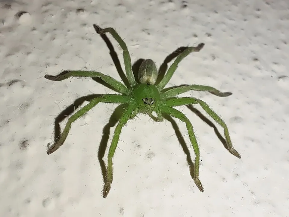 green huntsman spider spider photo