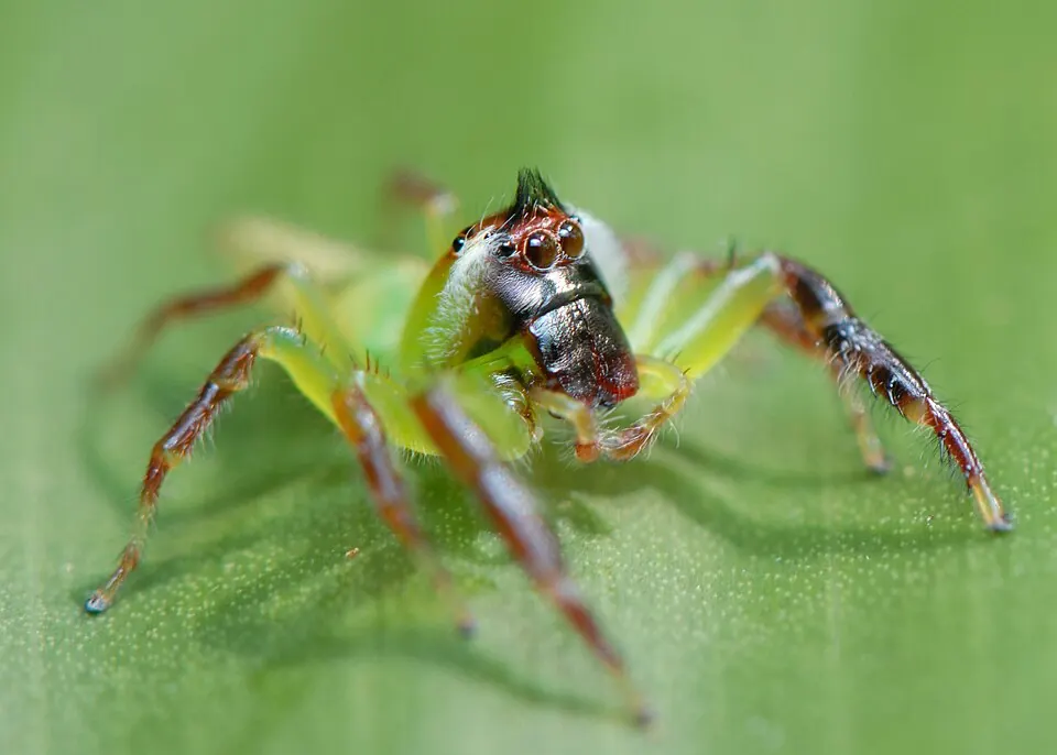 green jumping spider spider photo