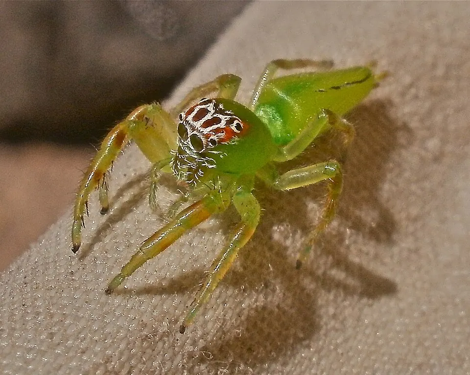 green jumping spider spider photo