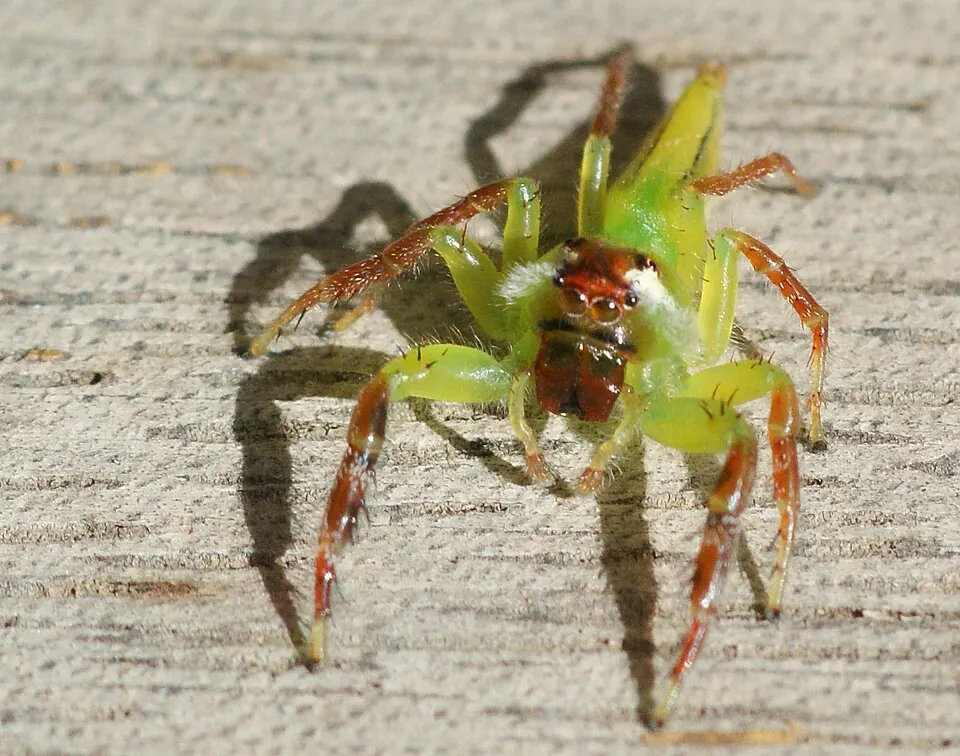 green jumping spider spider photo