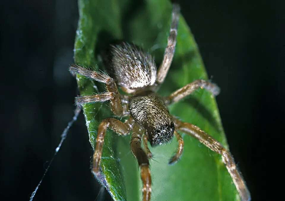 grey house spider spider photo