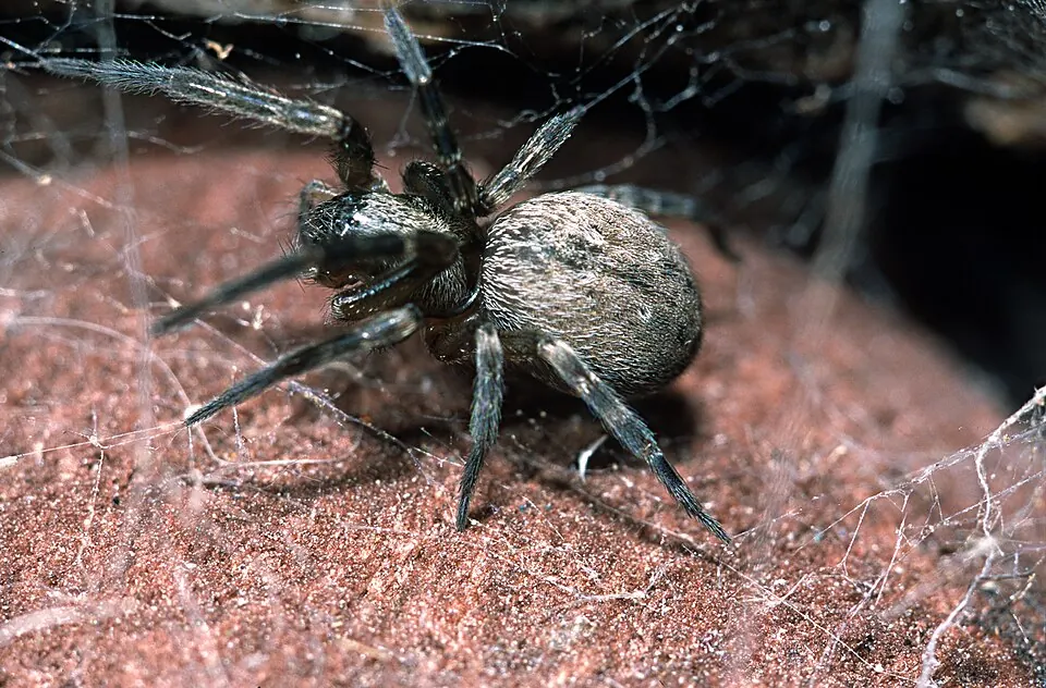 grey house spider spider photo