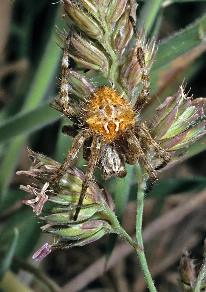 heroic orb weaver spider photo