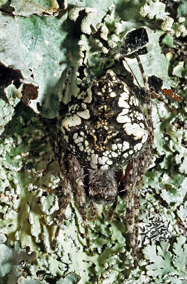 heroic orb weaver spider photo
