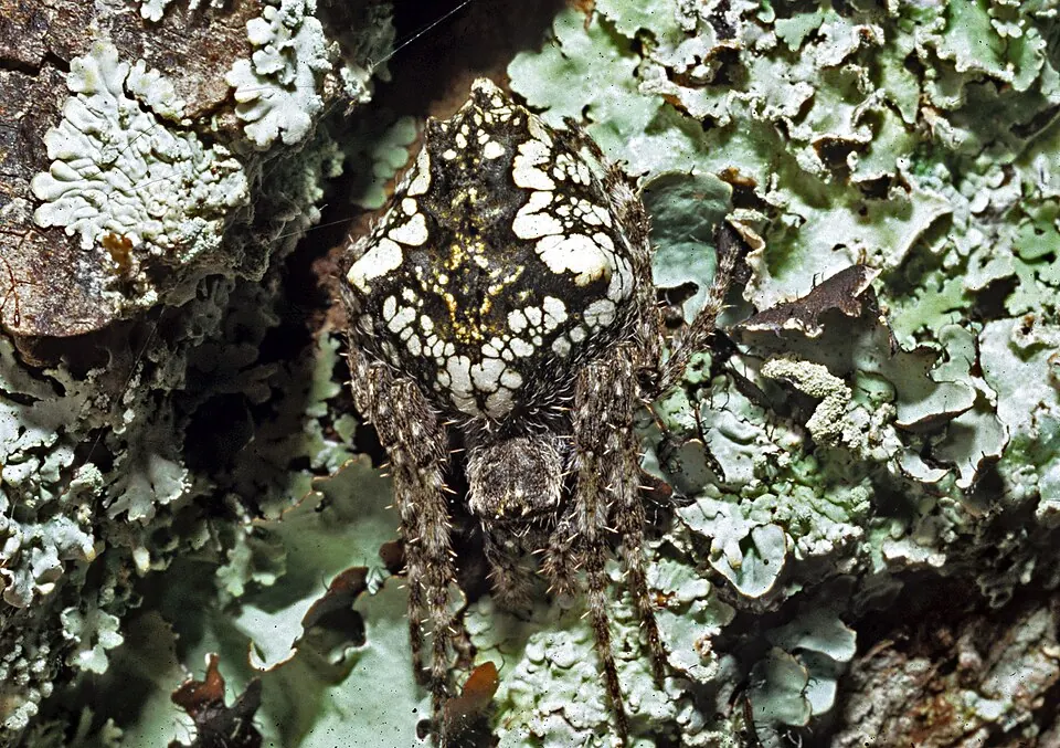 heroic orb weaver spider photo