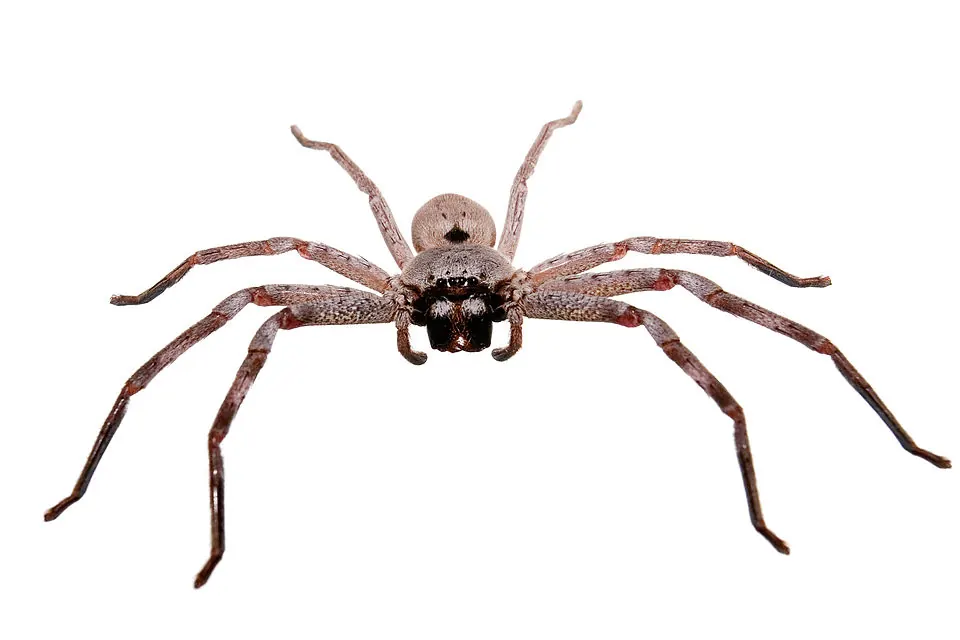 huntsman spider spider photo