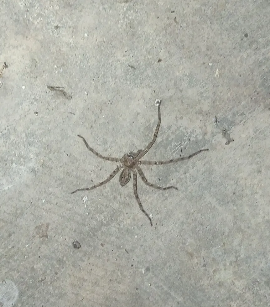 huntsman spider spider photo