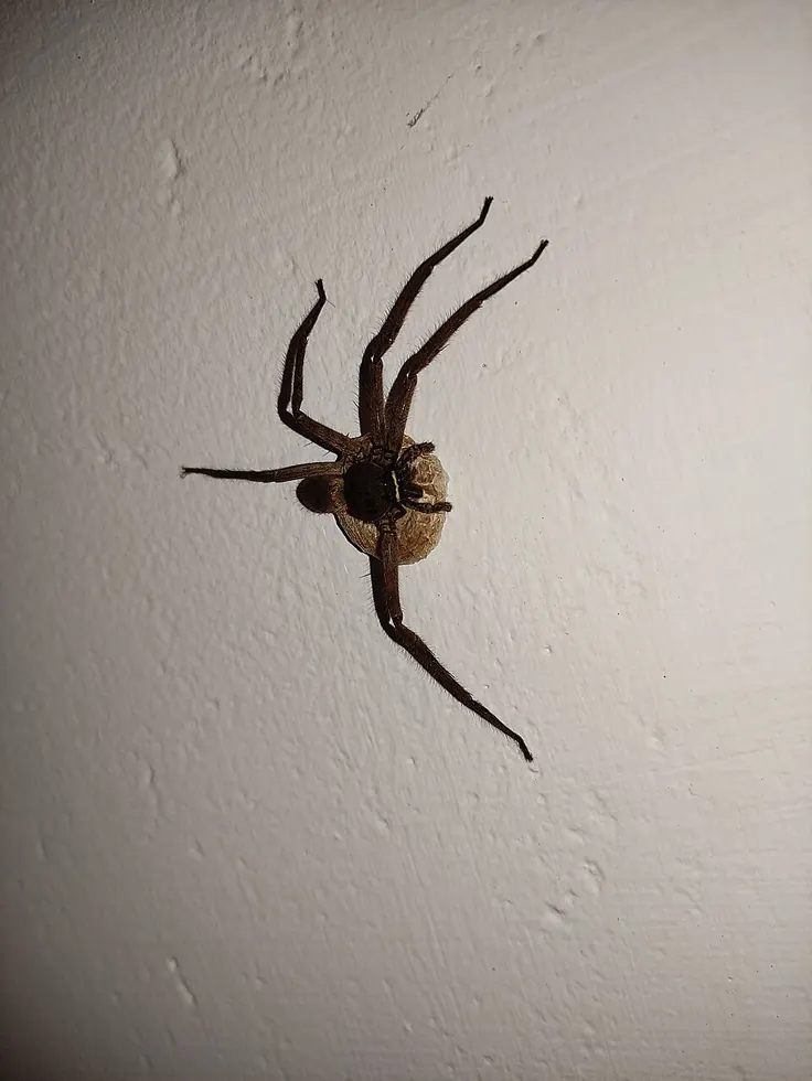 huntsman spider spider photo