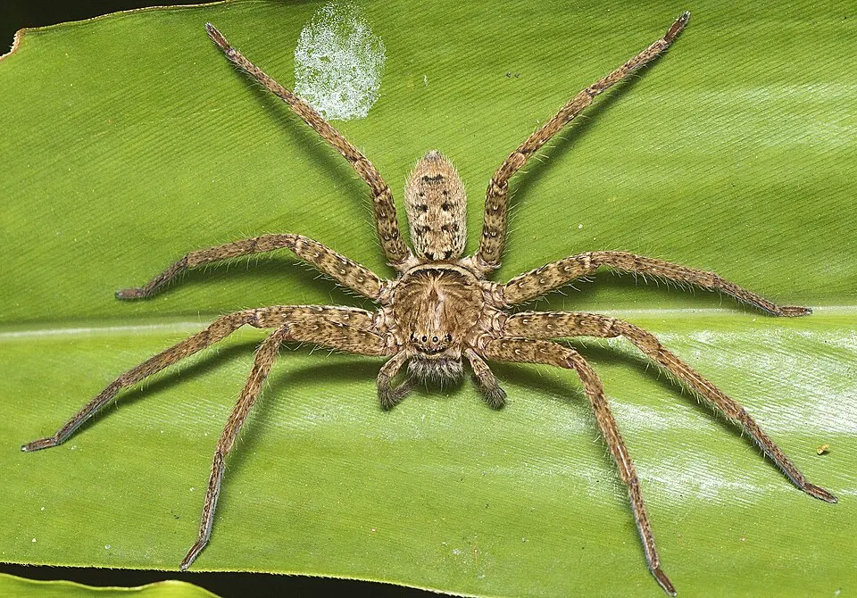 huntsman spider spider photo