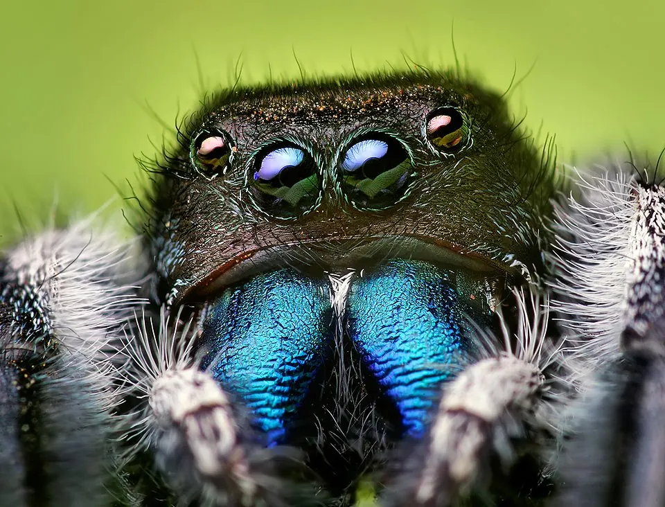 jumping spider spider photo