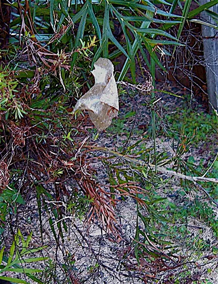 leaf curling spider spider photo