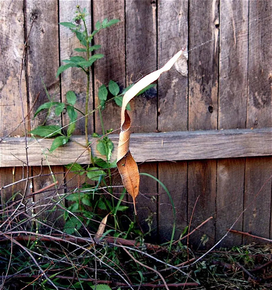 leaf curling spider spider photo