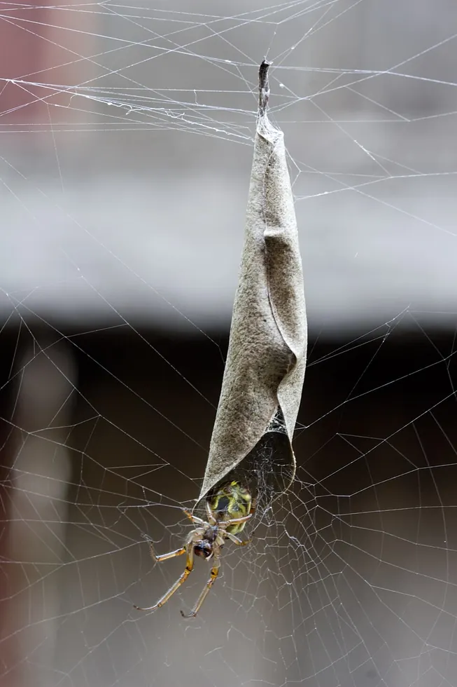 leaf curling spider spider photo