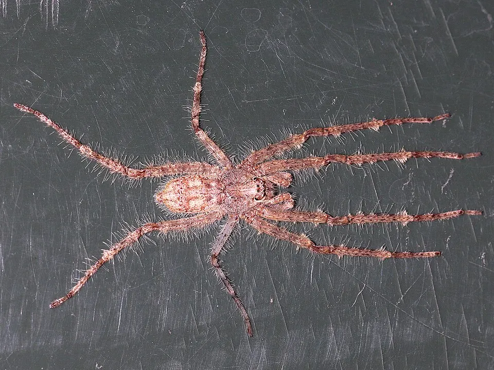 lichen huntsman spider spider photo