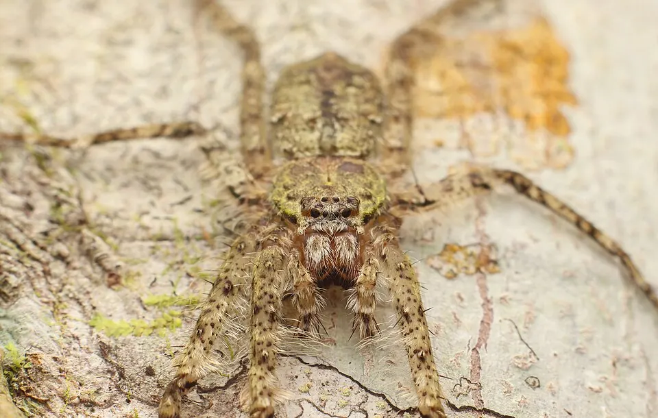 lichen huntsman spider spider photo