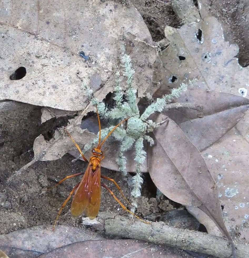 lichen huntsman spider spider photo