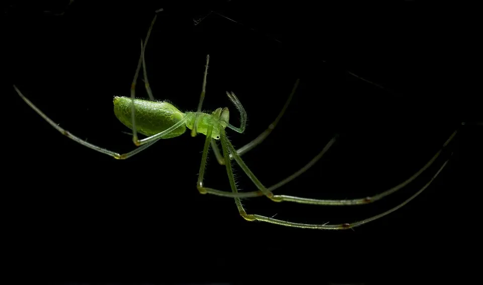 long jawed orb weaver spider photo