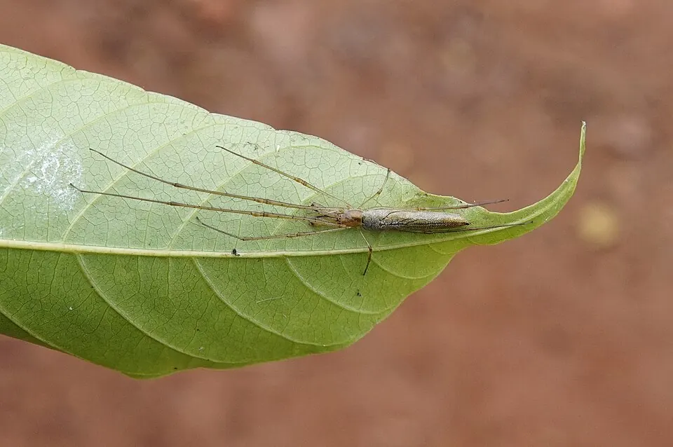 long jawed orb weaver spider photo