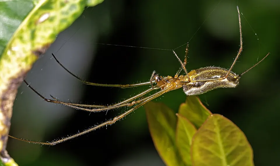 long jawed orb weaver spider photo