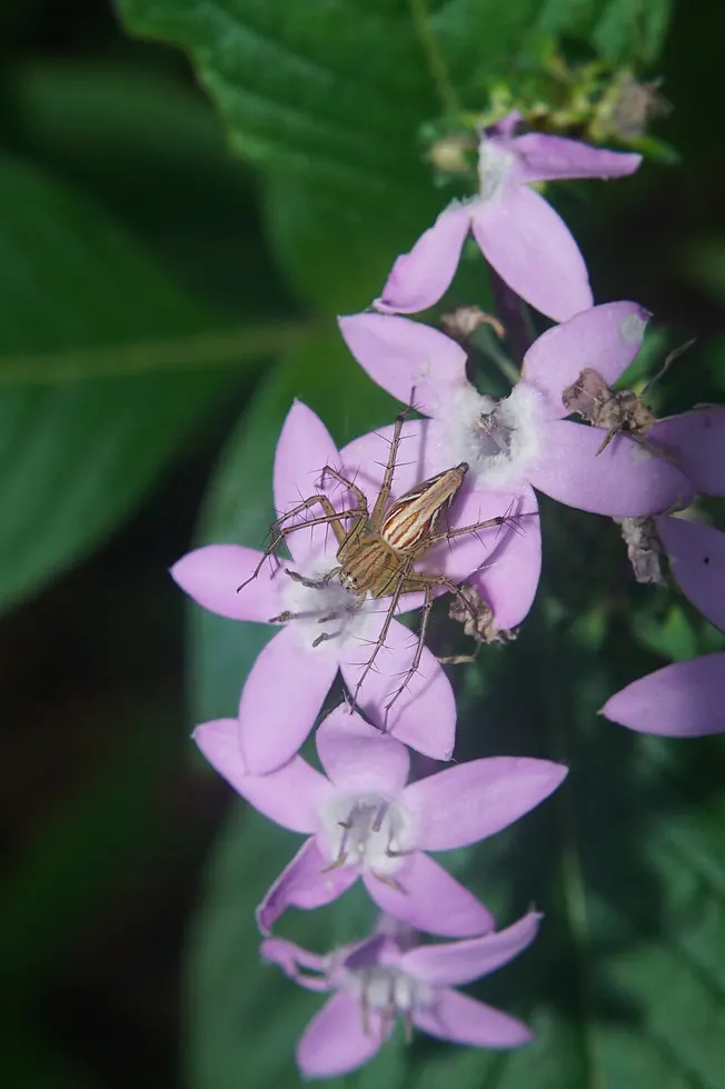 lynx spider spider photo