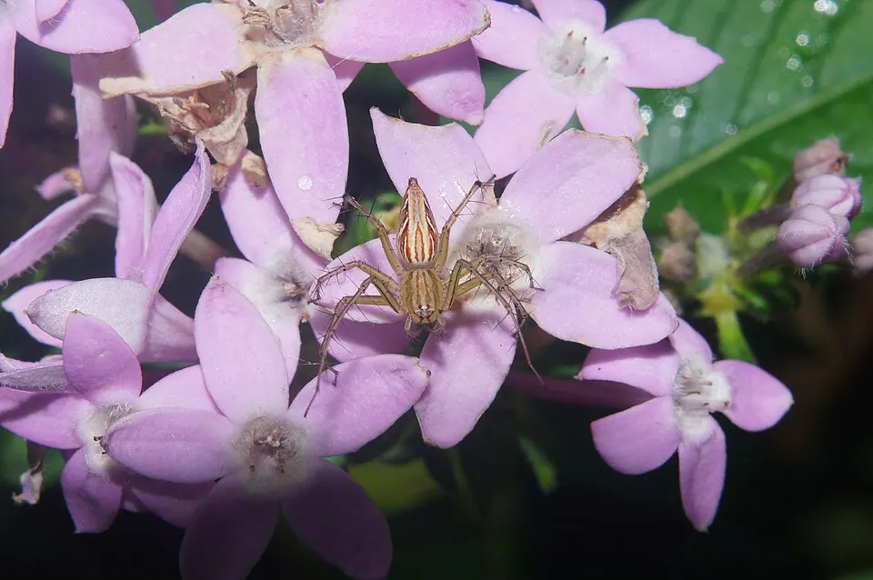 lynx spider spider photo