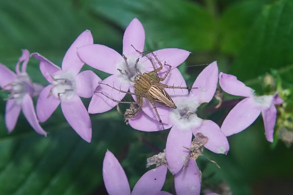 lynx spider spider photo