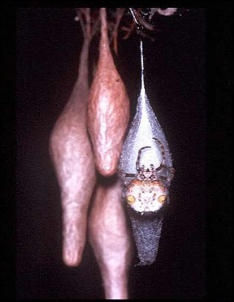 magnificent spider spider photo