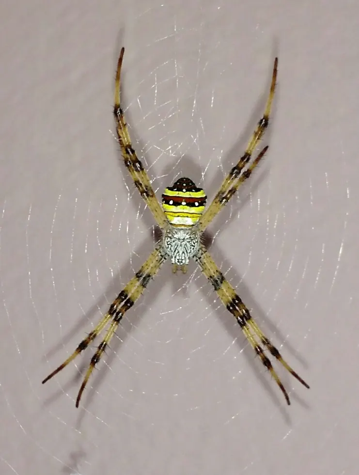magnificent spider spider photo