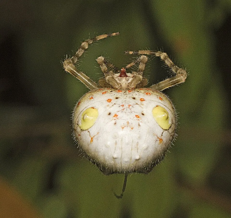 magnificent spider spider photo
