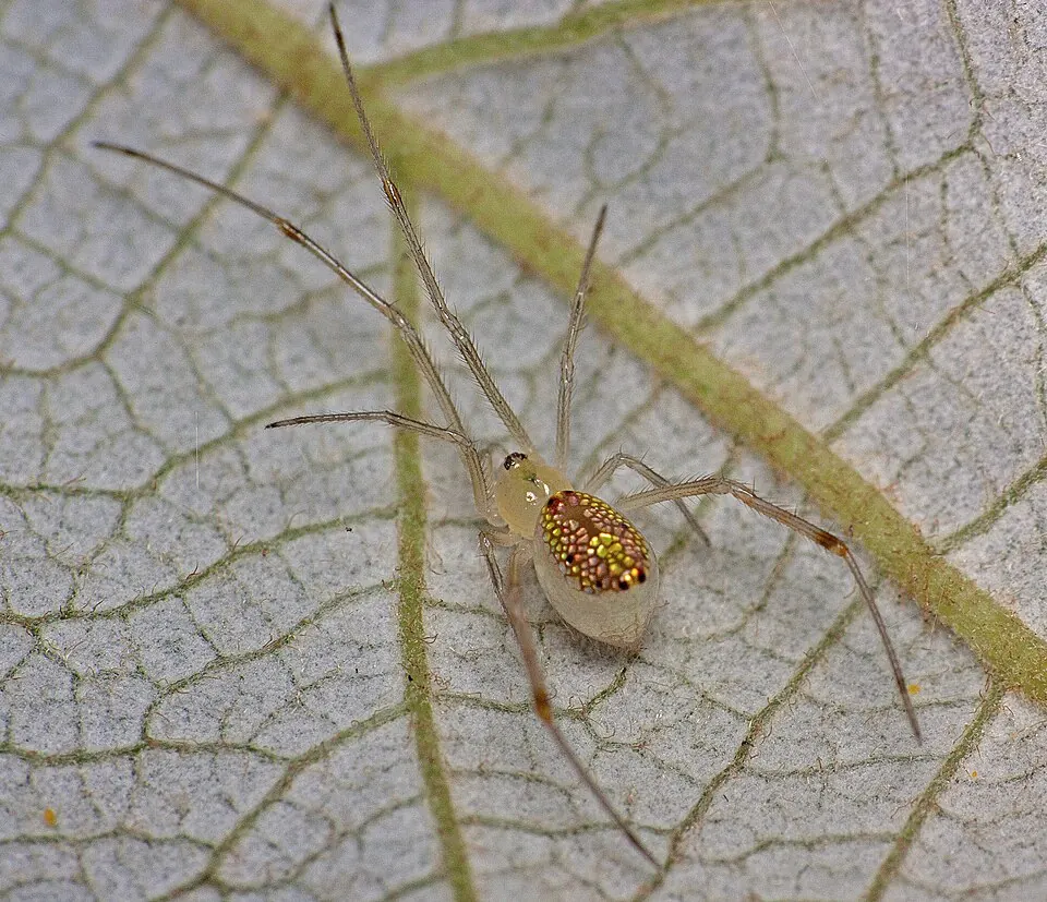 mirror spider spider photo