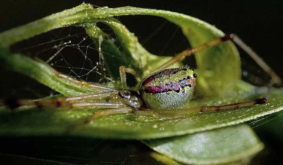 mirror spider spider photo