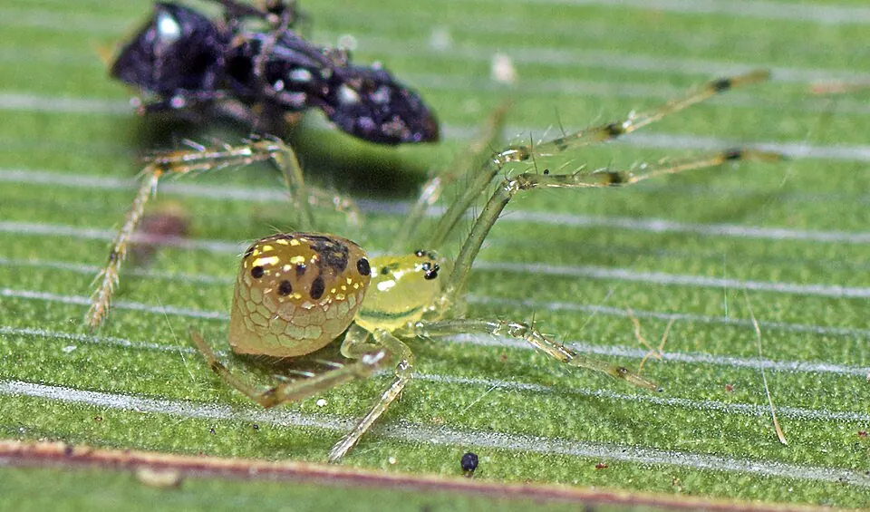 mirror spider spider photo