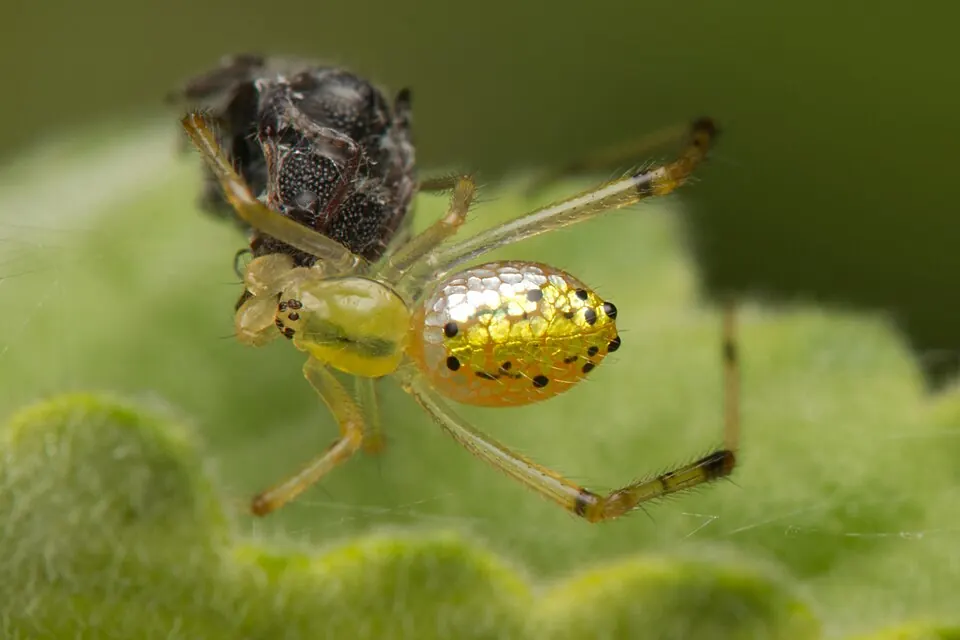 mirror spider spider photo