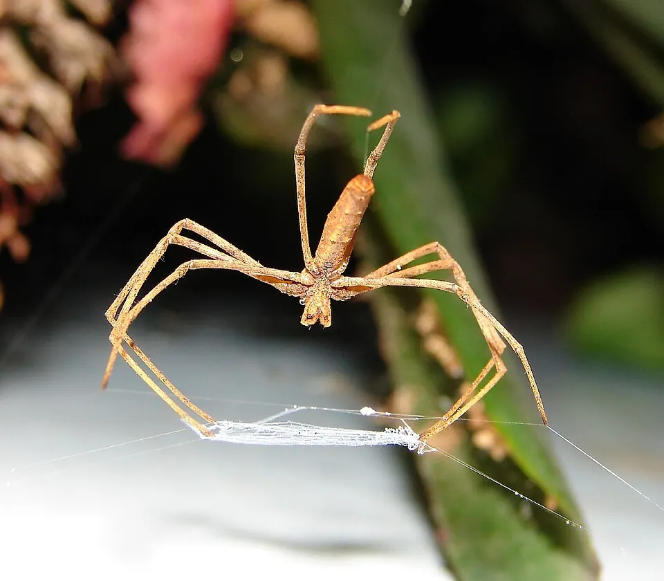 net casting spider spider photo