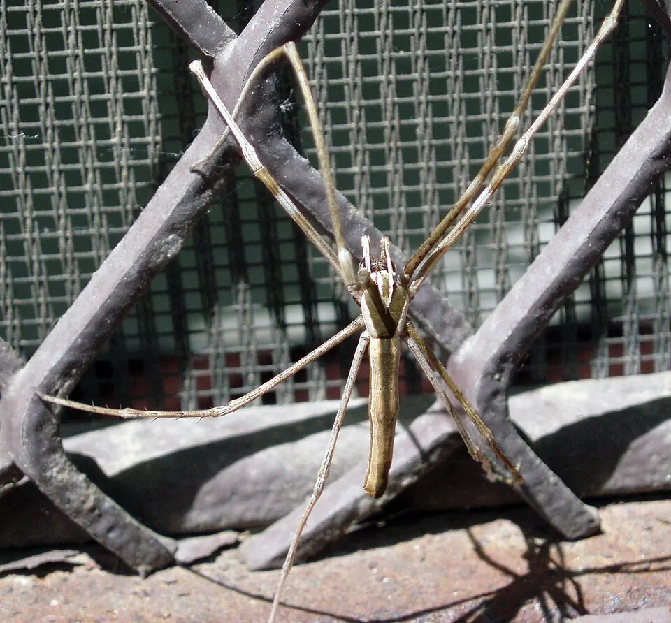 net casting spider spider photo