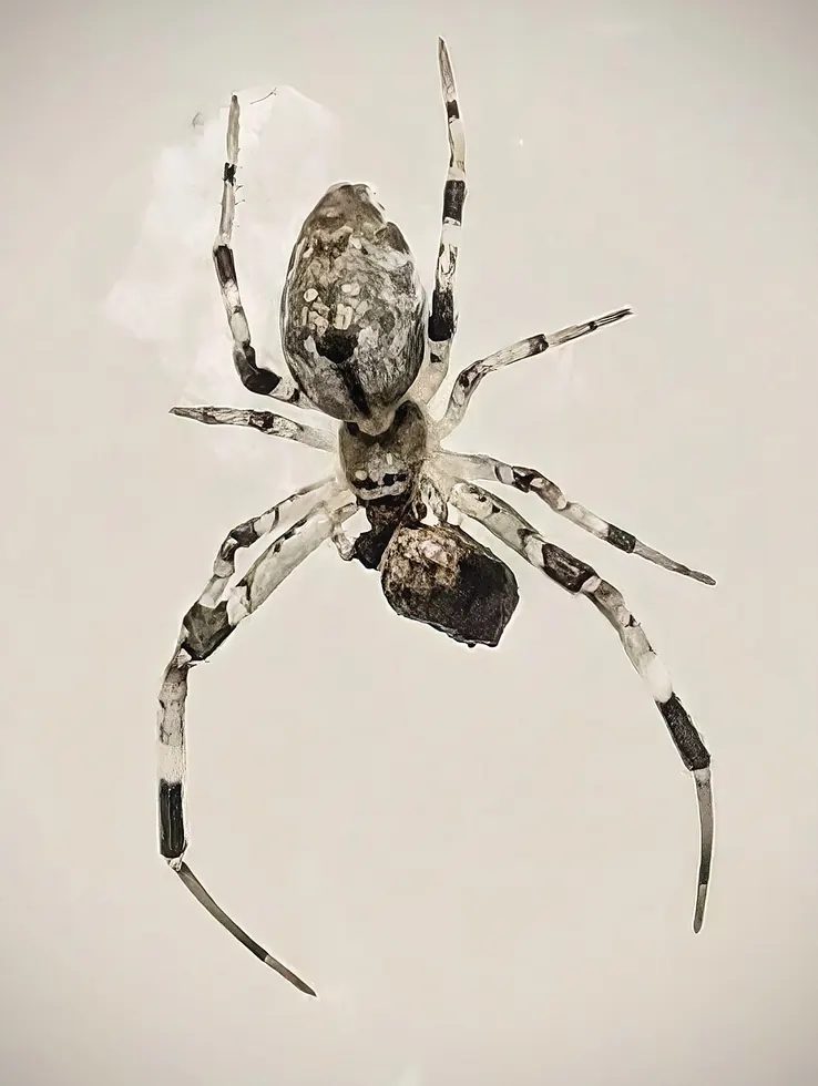 ninja star ceiling spider spider photo