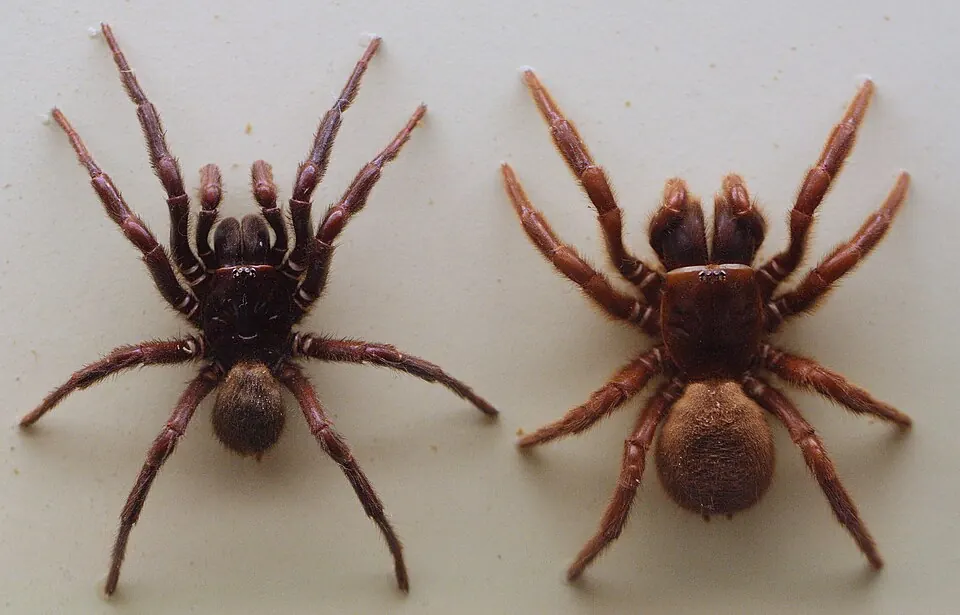 northern tree funnel web spider spider photo