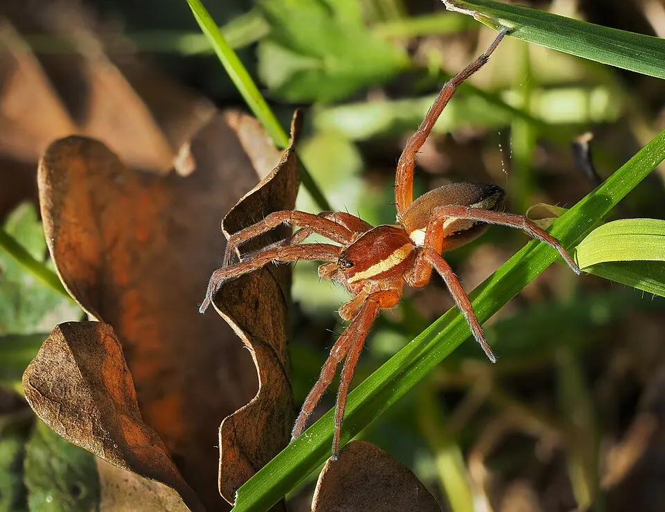 nursery web spider spider photo